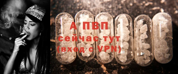 дмт Богданович